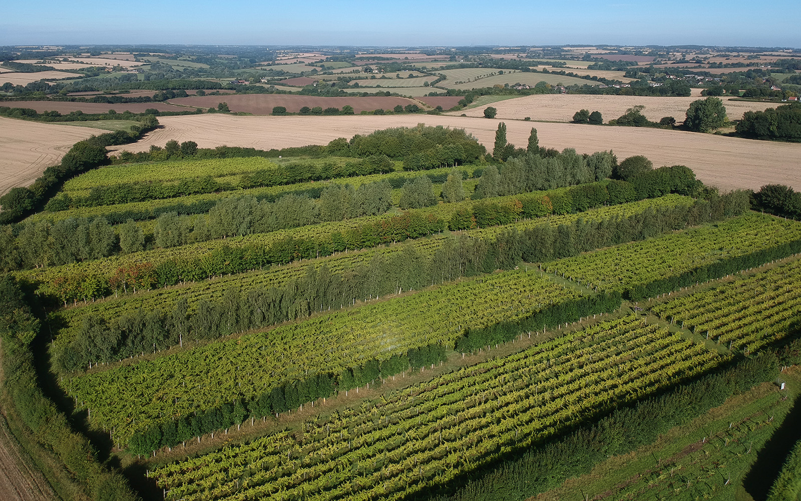 english vineyards to visit