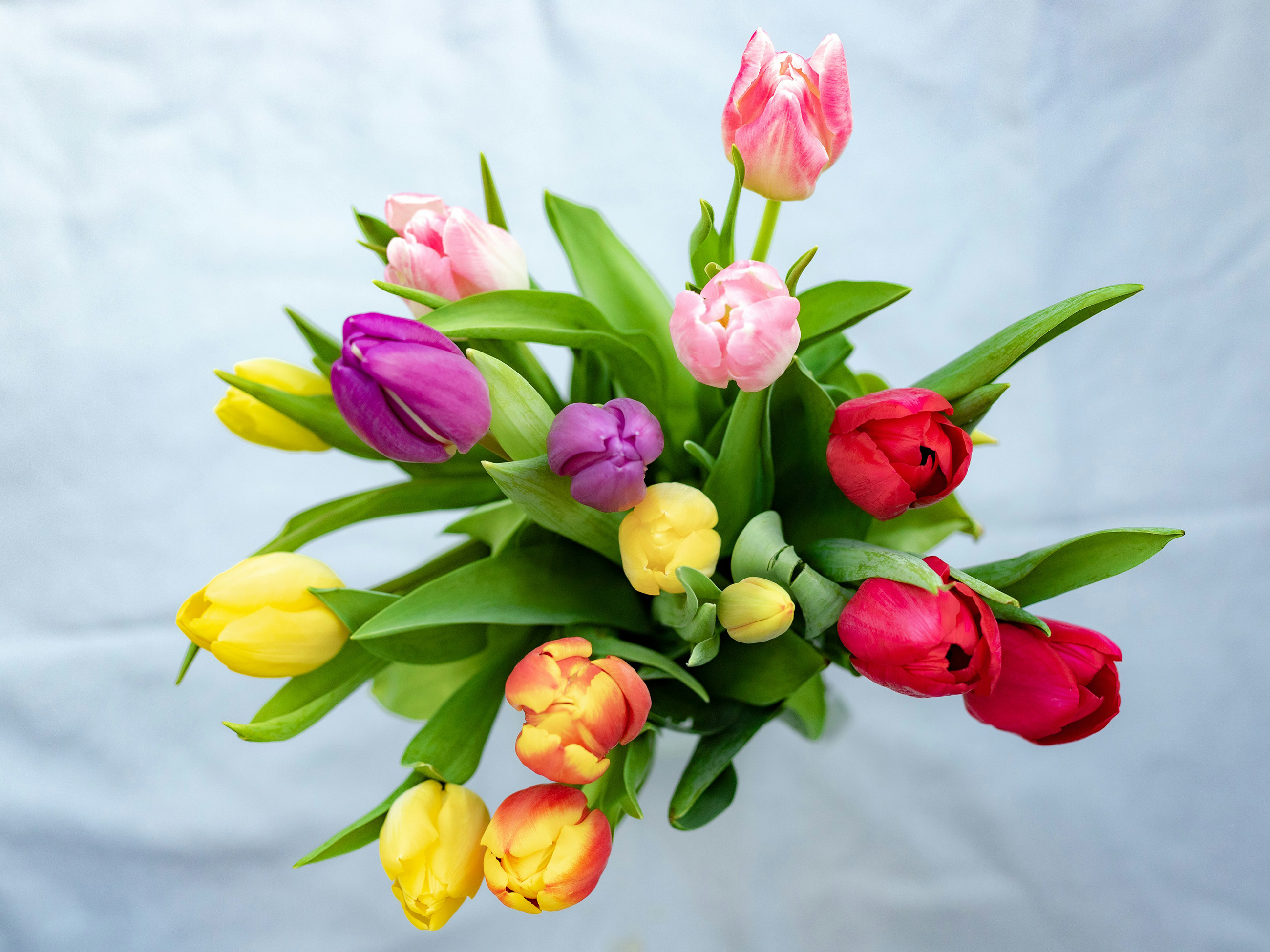spring flowers