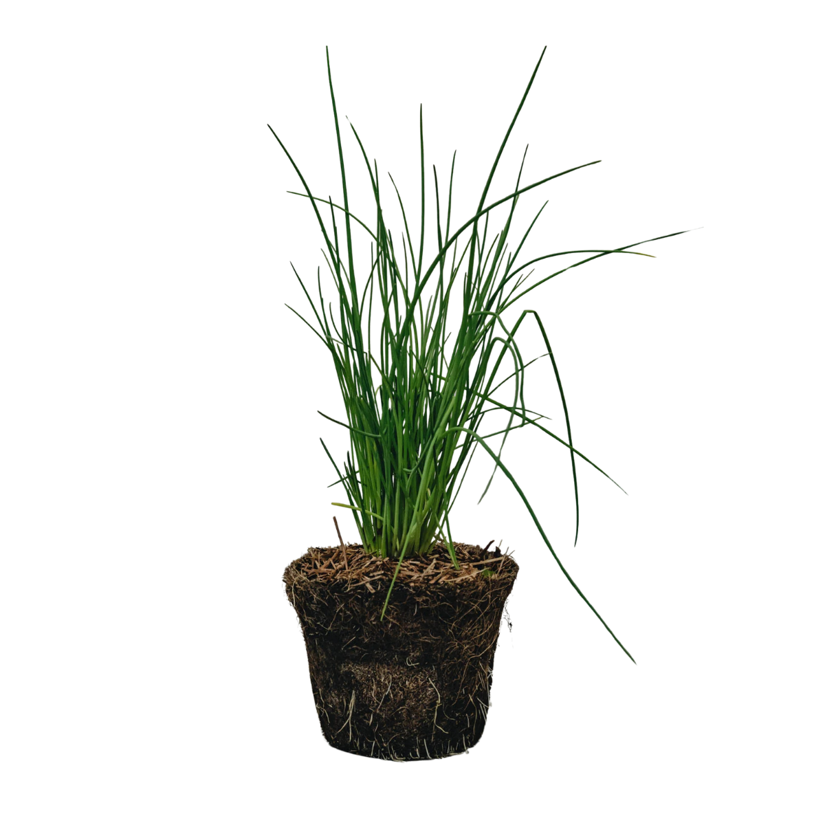 potted chives