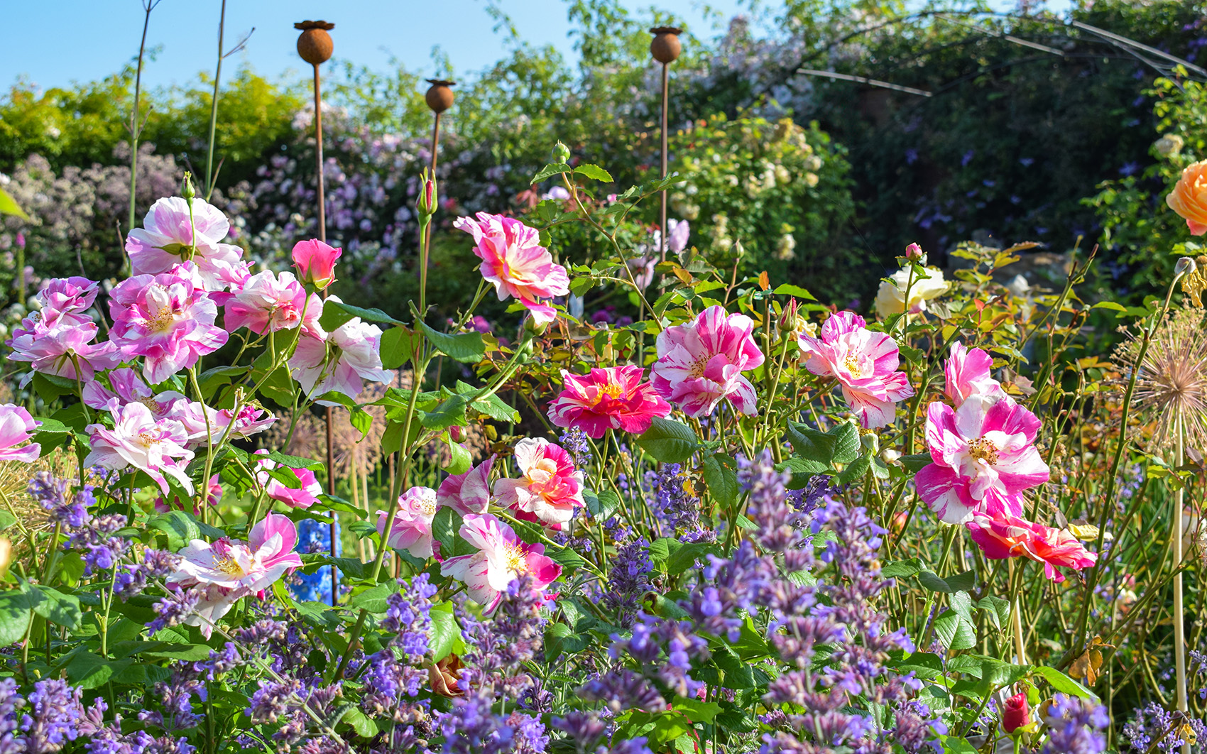 The Kings Rose david austin roses
