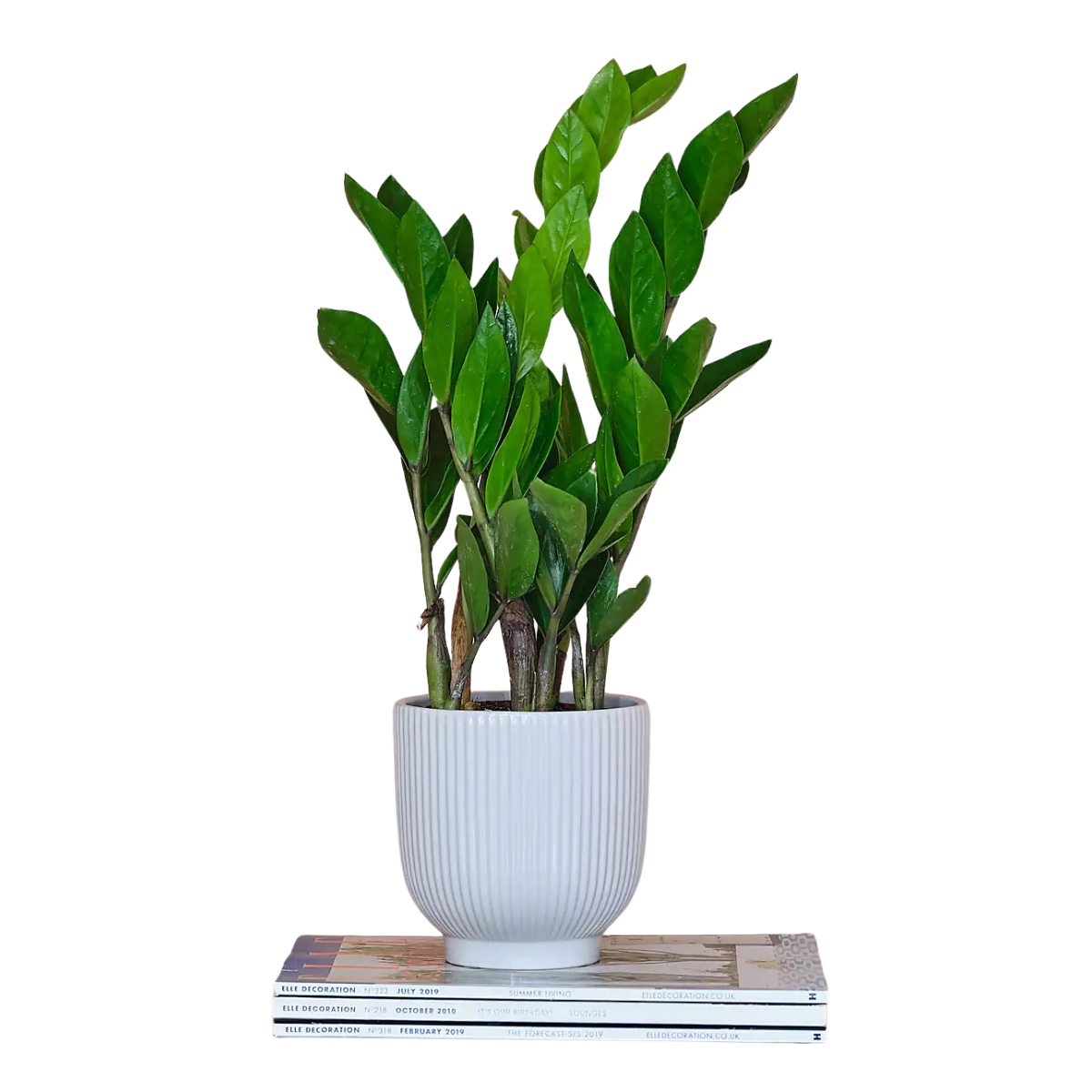 a zz plant in a white ribbed pot on a stack of three magazines