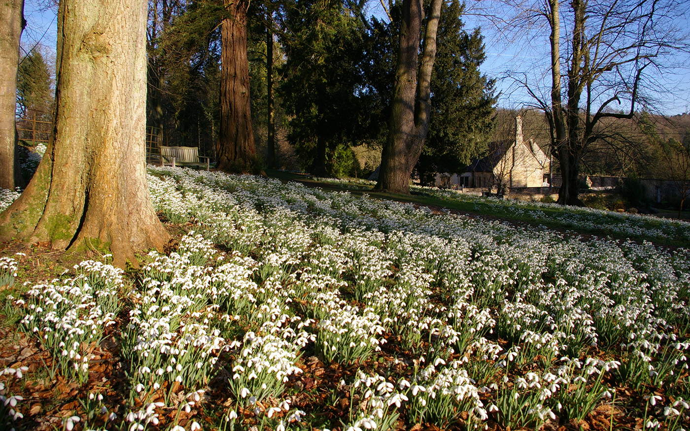 where to see snowdrops