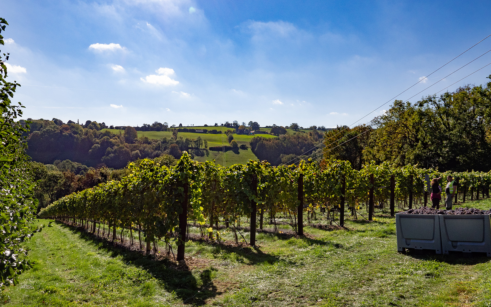 english vineyards to visit