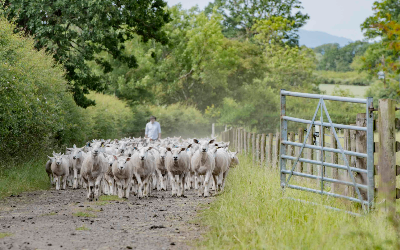  British sheep farmer Gordon moving his flock along a farm track