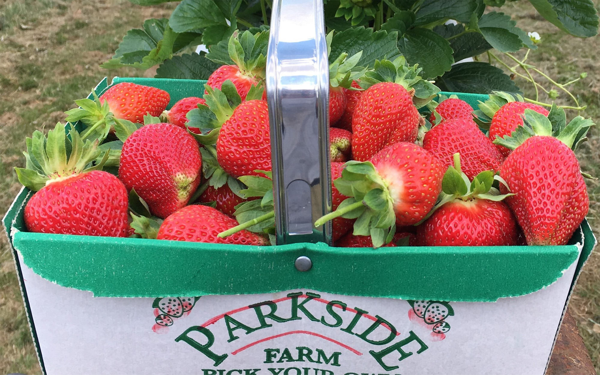 pick your own farms